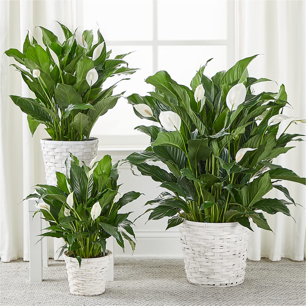 A New Leaf Peace Lily – Flower Cafe, Hartford WI