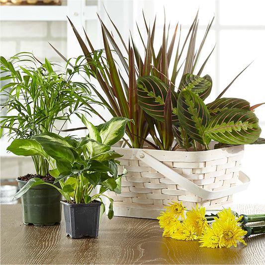 Florist Designed Blooming and Green Plants in a Basket –  Flower Cafe, Hartford WI